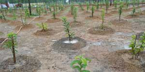 Income Generation Programme